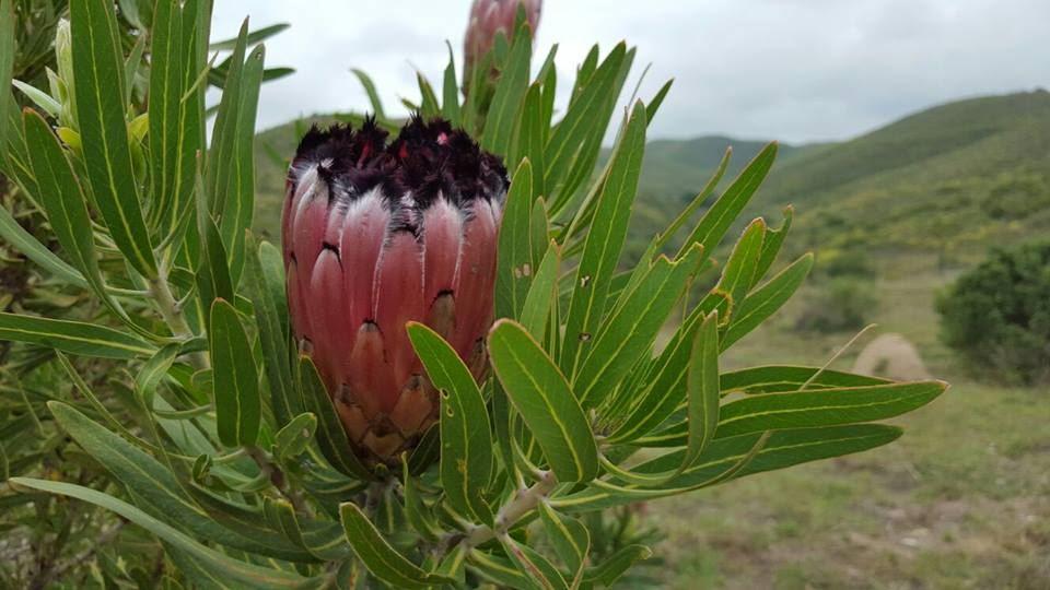 Pabala Private Nature Reserve | Loerie Accommodation