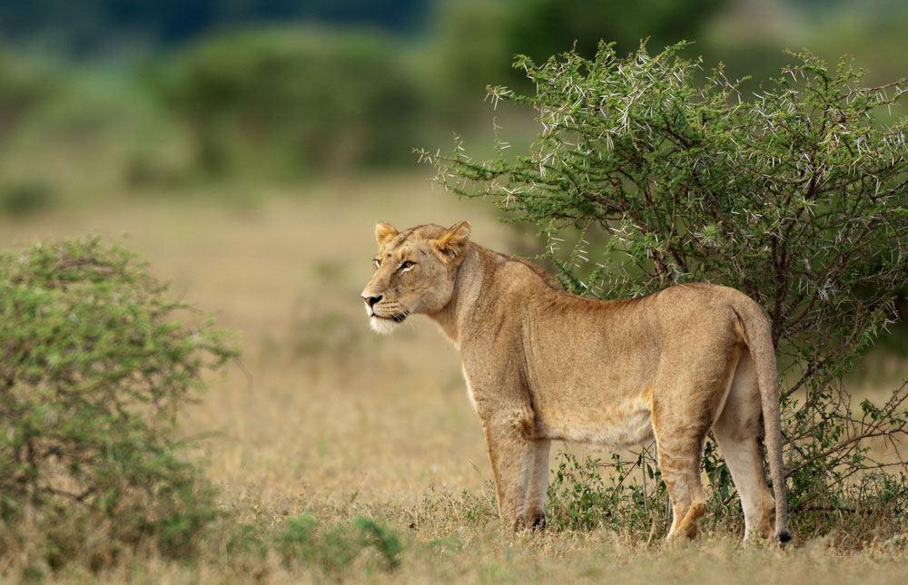 5 Night Great Wildlife Expedition (JHB to DBN) | Durban Central Accommodation