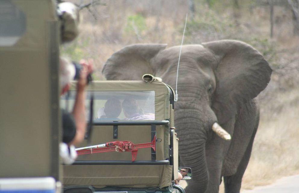 2 Night Just Safari Get Away to Kruger Park | Accommodation South Kruger Park