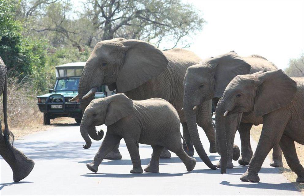 4 Night Kruger Three Park Tented Safari | South Kruger Park Accommodation