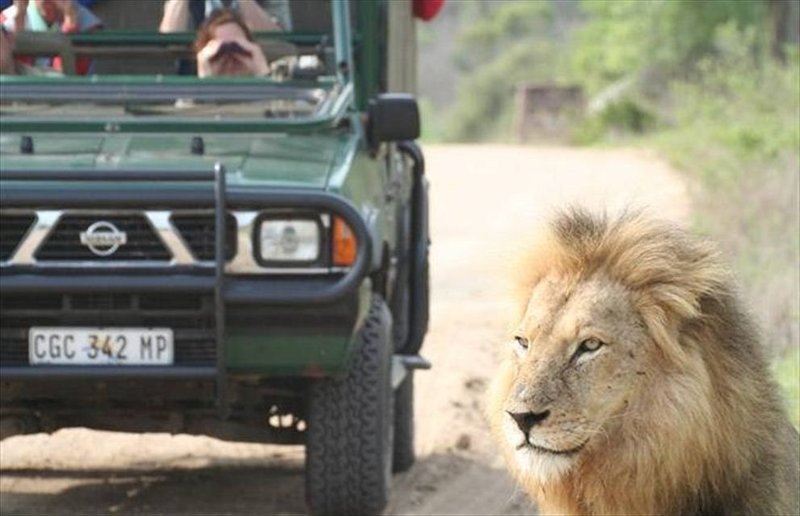 Full Day Kruger - 1 day Safari Excursion