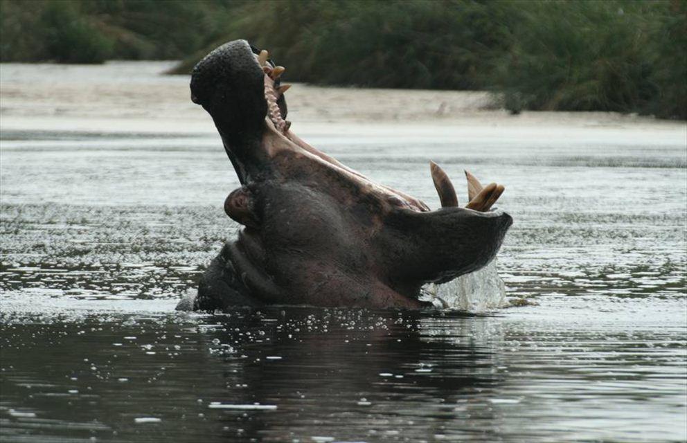 6 Night Safari from South to North Kruger