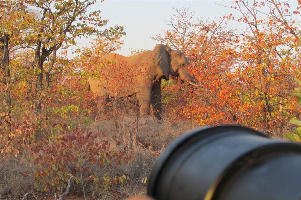 6 Night Kruger Park, Mozambique and Limpopo Park Adventure