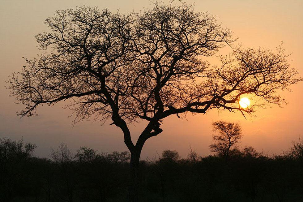 5 Day Kruger Experience Lodge-Treehouse | Accommodation Balule Nature Reserve