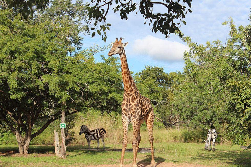 3 Day Kruger Experience Lodge-Treehouse