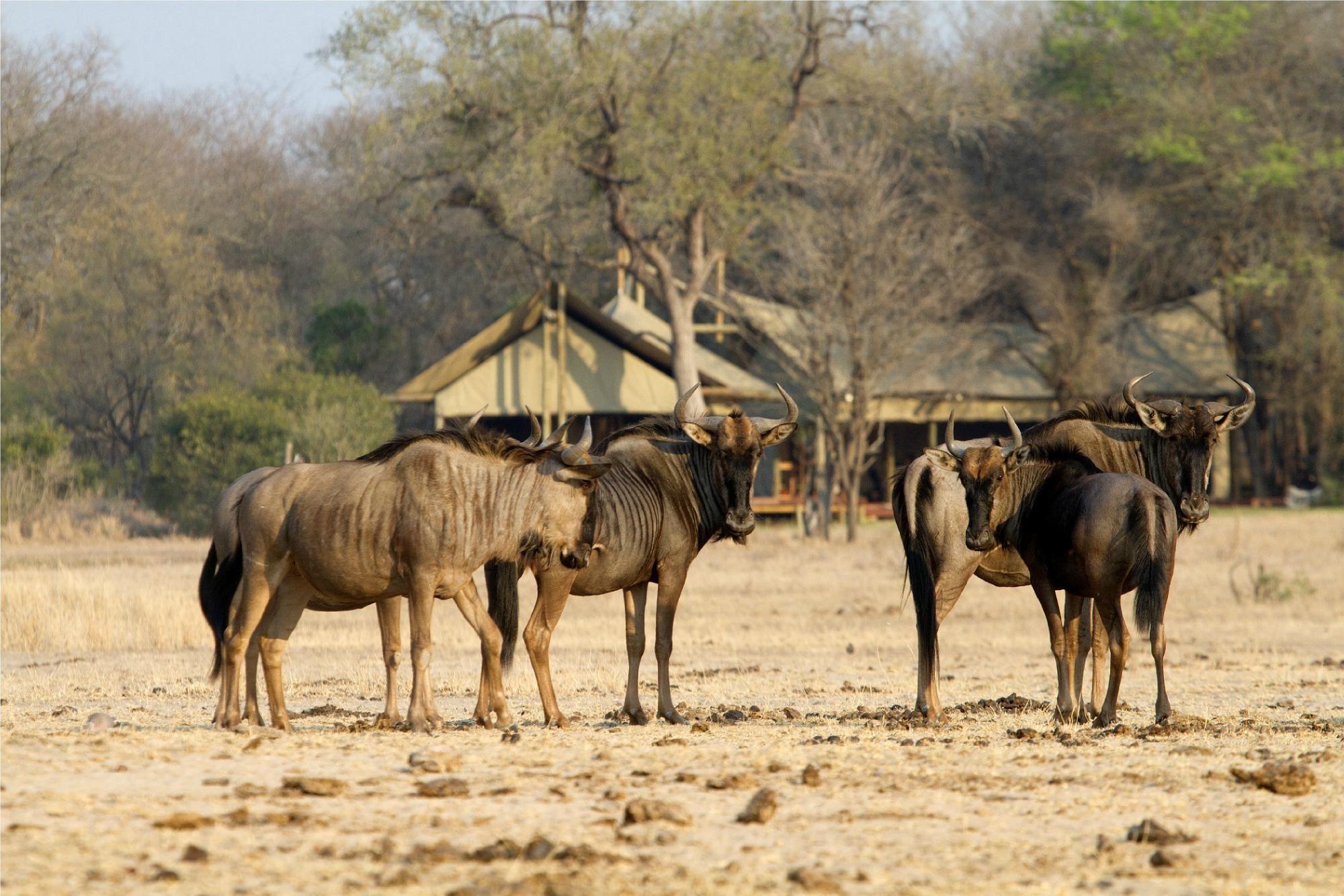 4 Night Kruger Walking Safari | South Kruger Park Accommodation