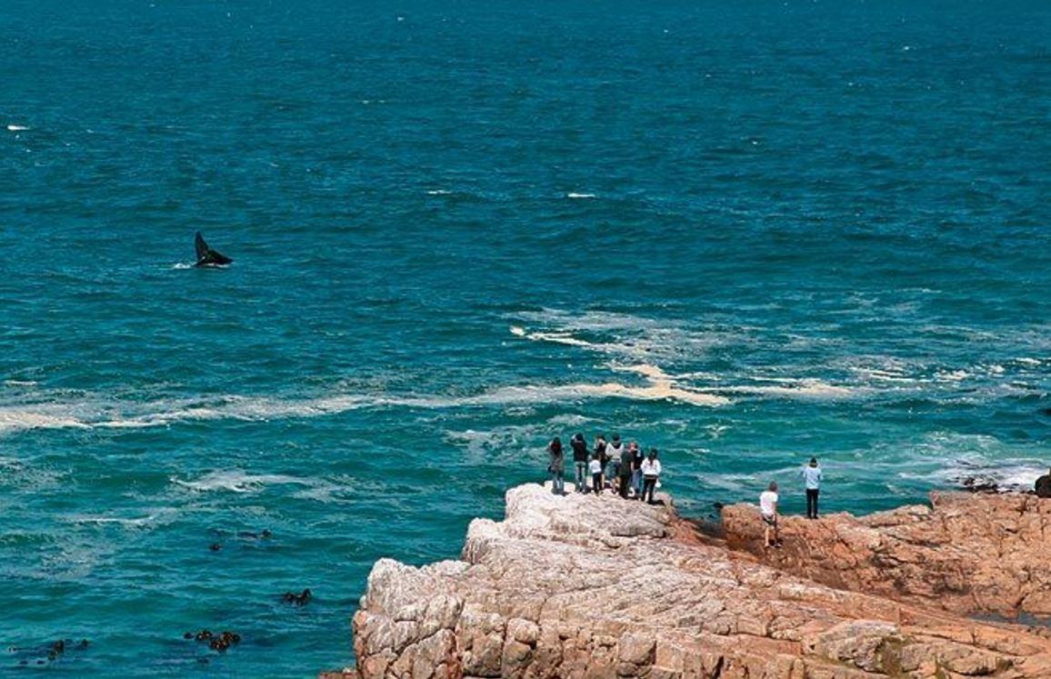 1 Day Whale & Wine Adventure | Vierlanden Accommodation