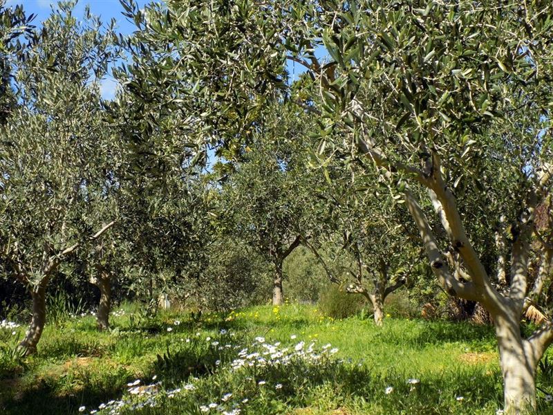 The Olive Grove
