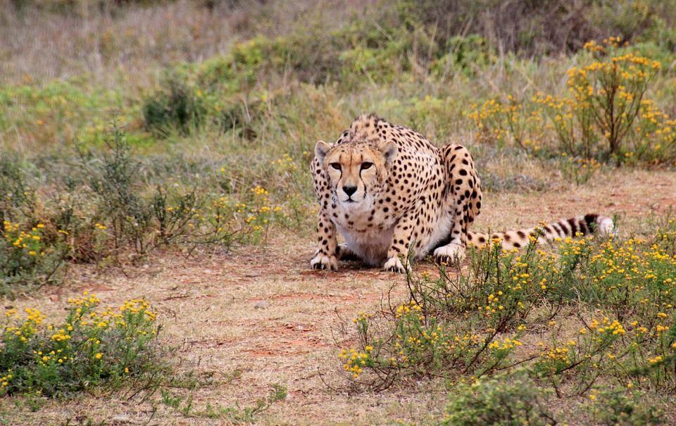 4 Day Tented Kruger Safari