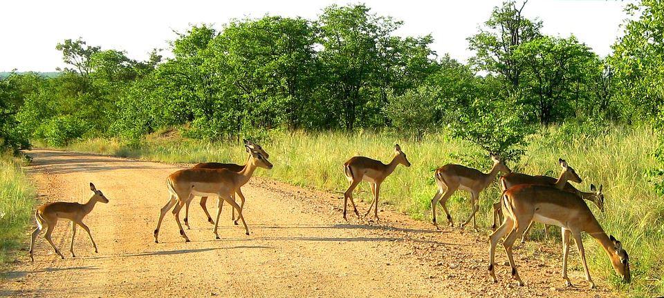 4 Day Tented Kruger Safari