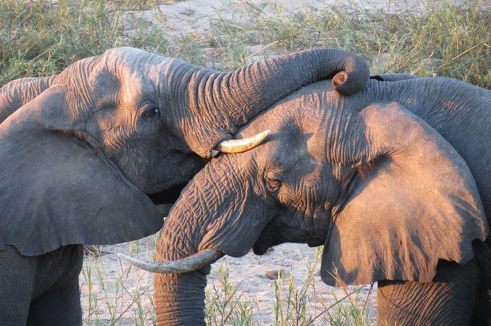 4 Day Tented Kruger Safari | Accommodation South Kruger Park