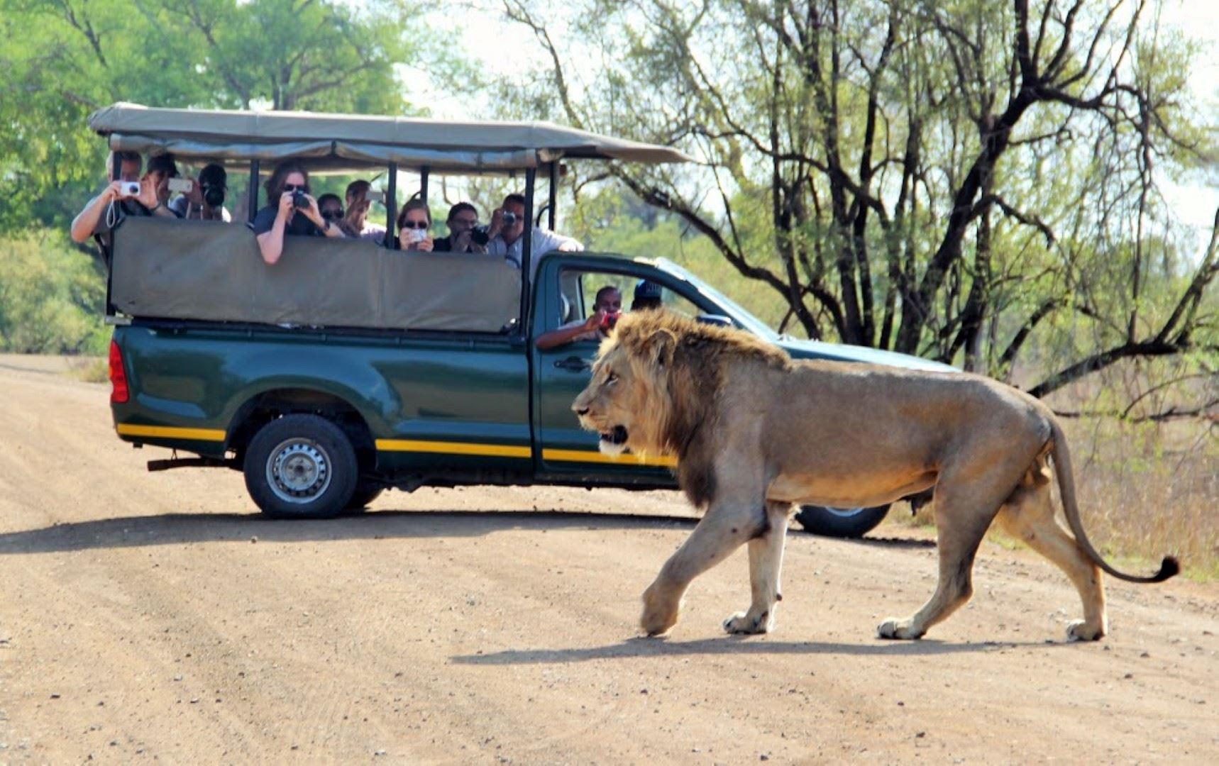 2 Night, 3 Day Marc's Treehouse Kruger Safari