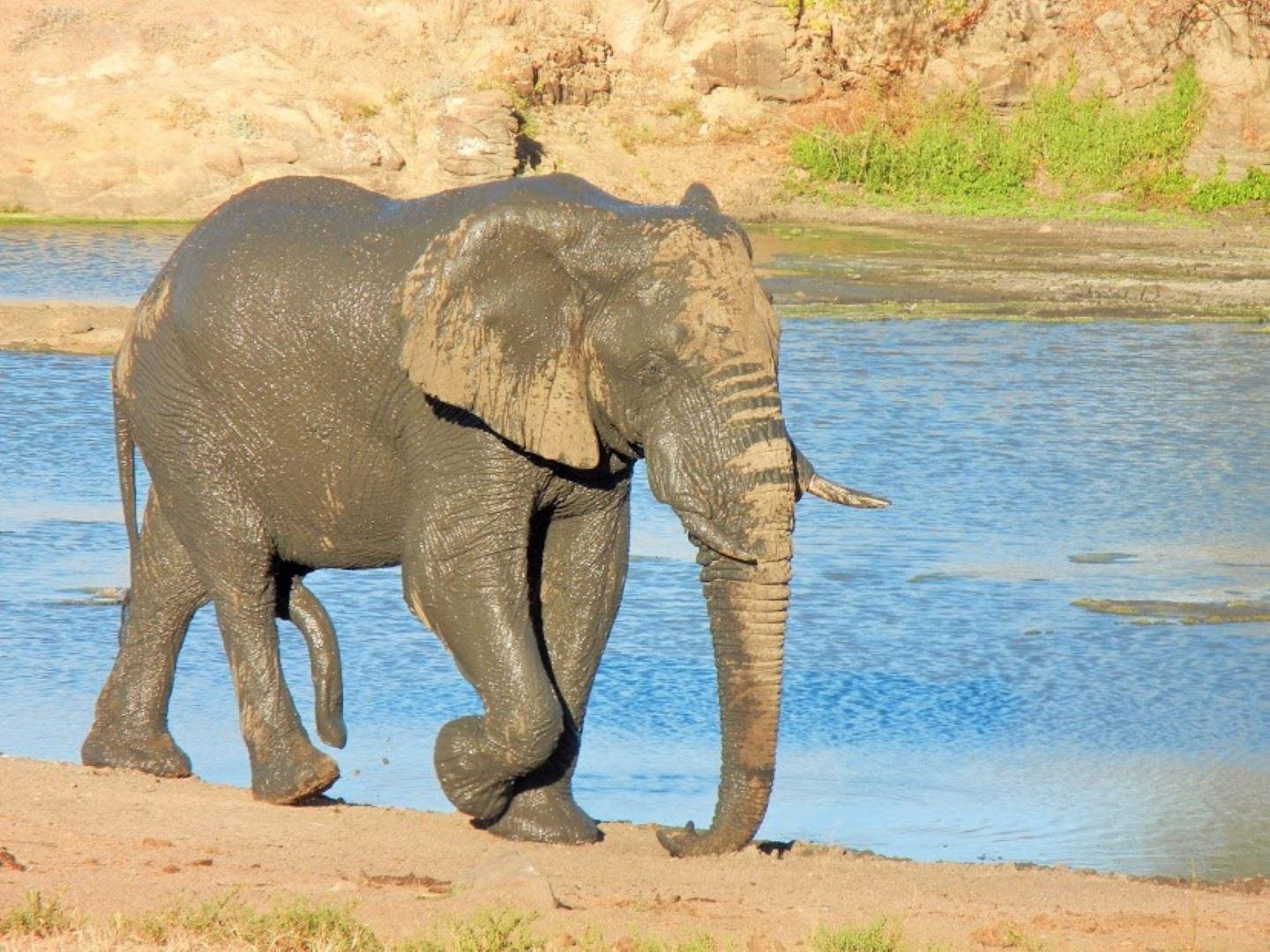 2 Night, 3 Day Marc's Treehouse Kruger Safari | Accommodation Hoedspruit