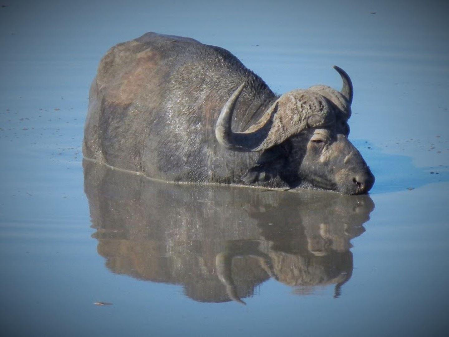 2 Night, 3 Day Tremisana Lodge Kruger Safari | Hoedspruit Accommodation