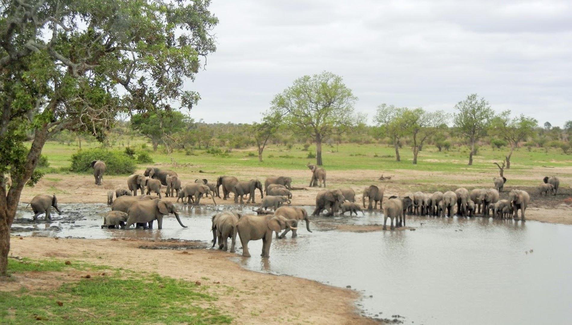 3 Night, 4 Day Tented Lodge Kruger Safari | Accommodation Hoedspruit