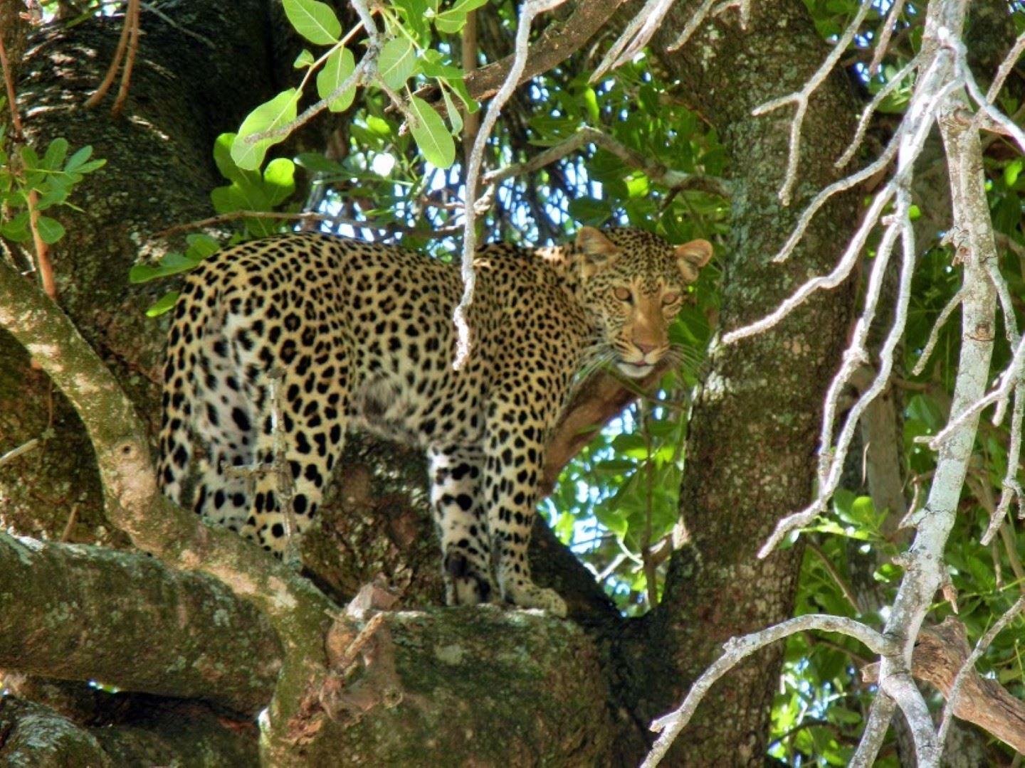 3 Night, 4 Day Tremisana Lodge Kruger Safari | Hoedspruit Accommodation