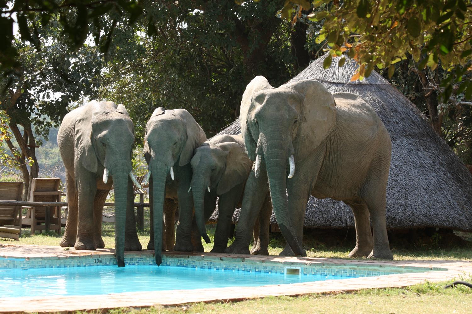 Flatdogs Camp | Accommodation South Luangwa Nat Park