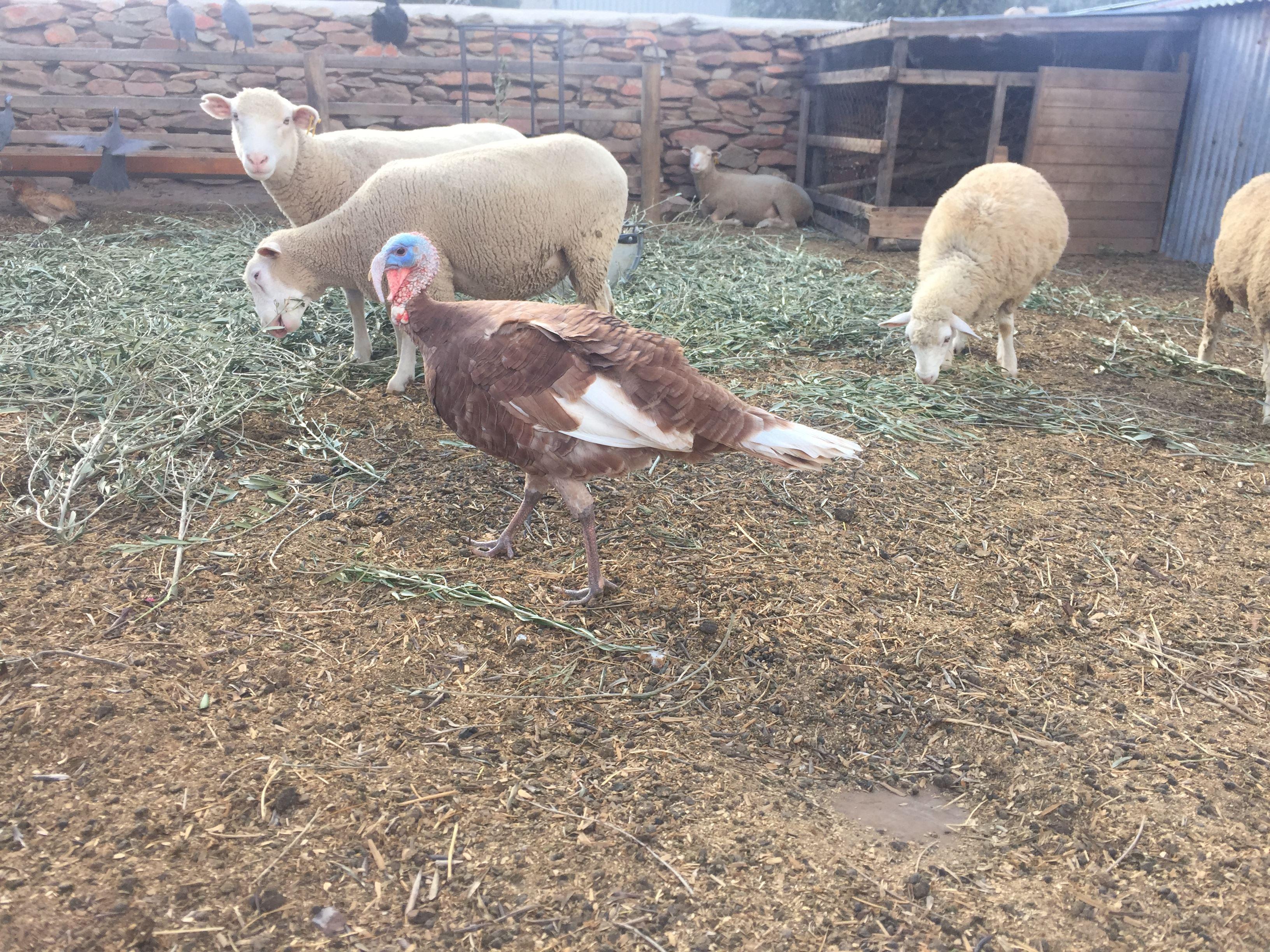 Olive Stone Farm Cottage | Self-catering Ashton