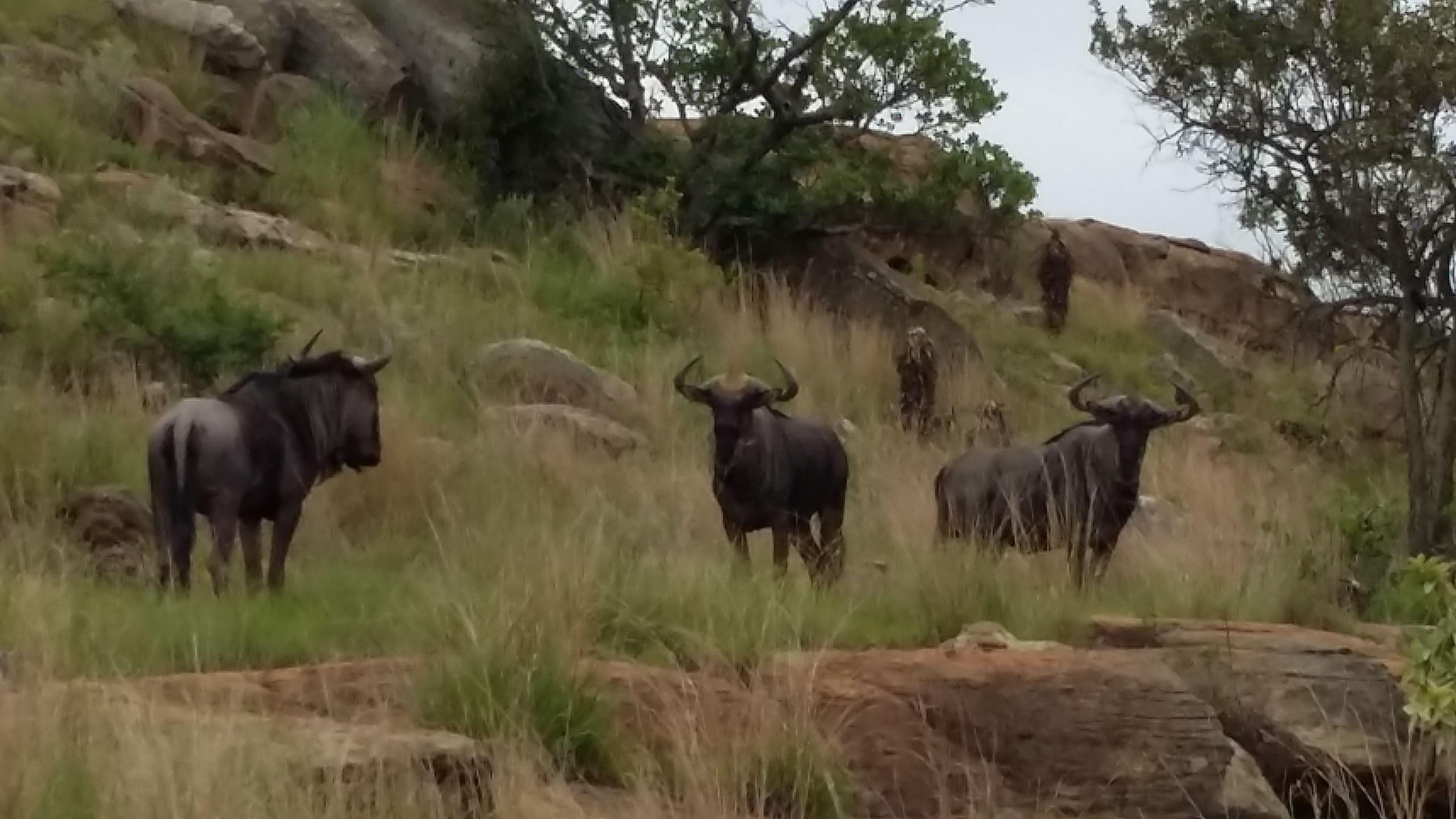 Pride Rock Safari | Accommodation Louwsburg