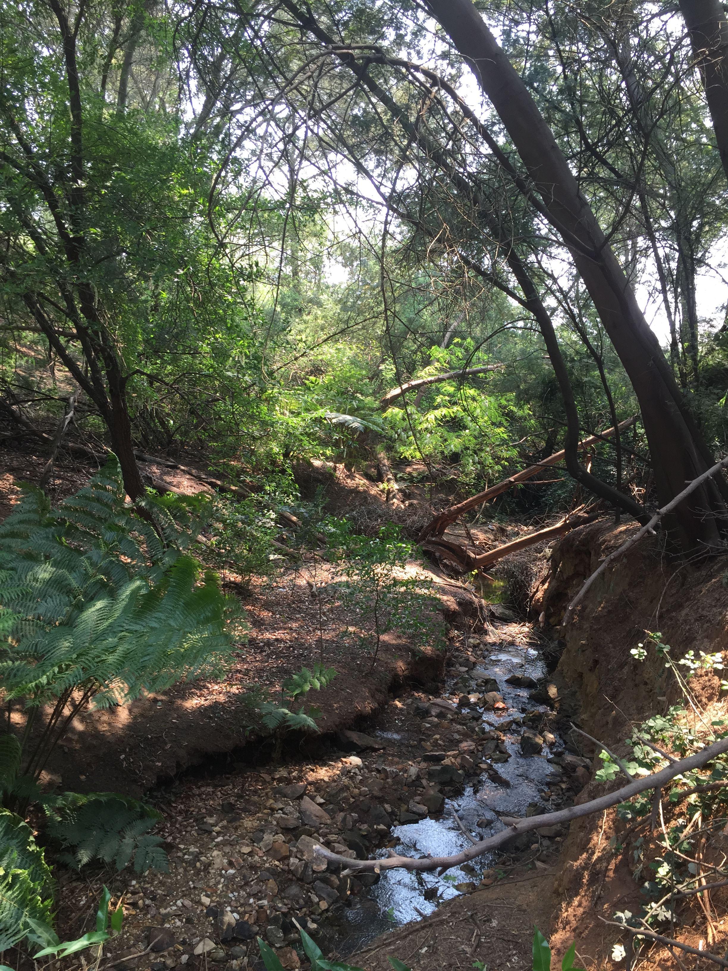 Rain Forest Boutique Camp | Accommodation West Rand
