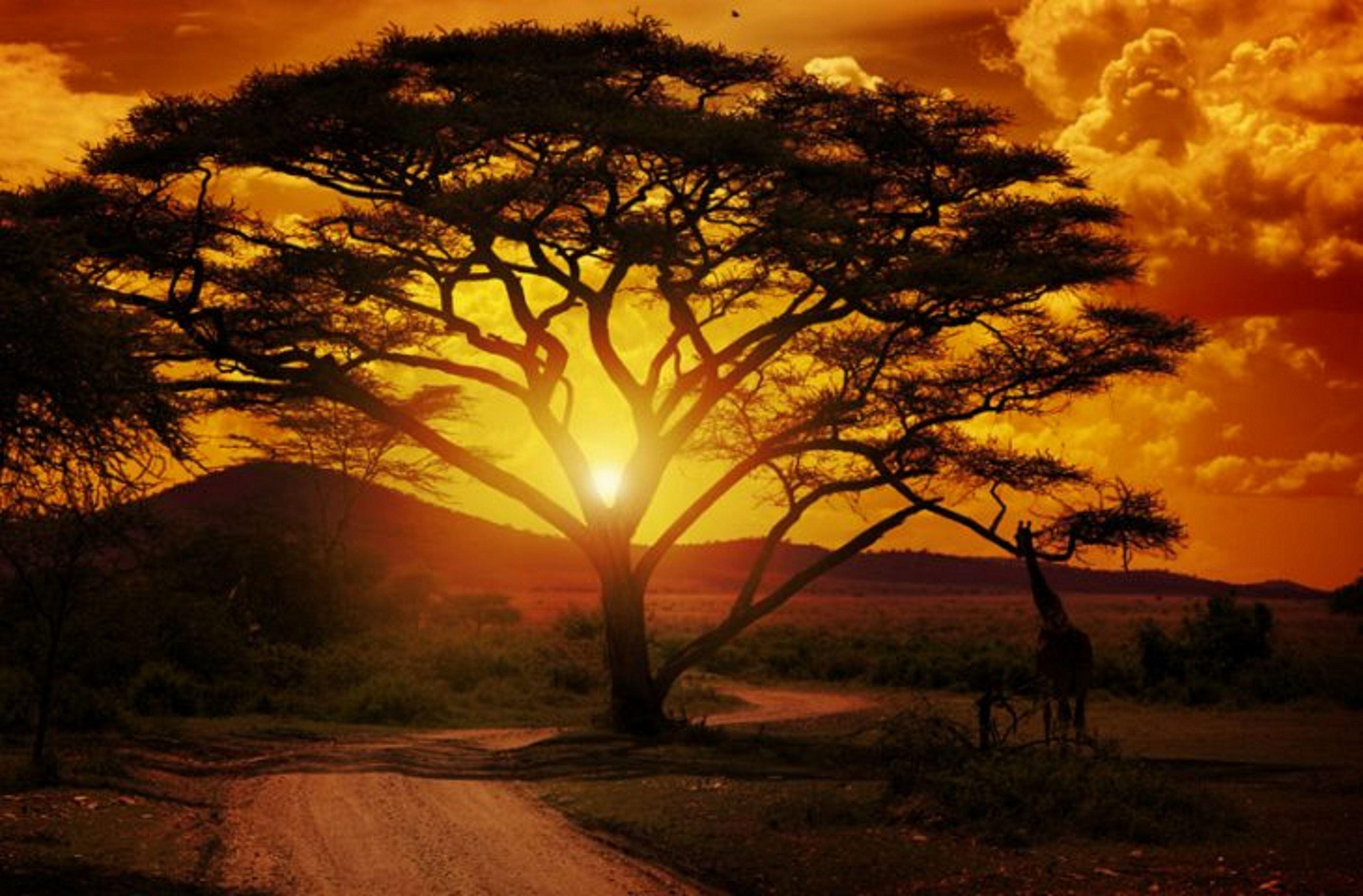 Special Interest Tour: Art Safaris in Southern Africa | Chobe Accommodation