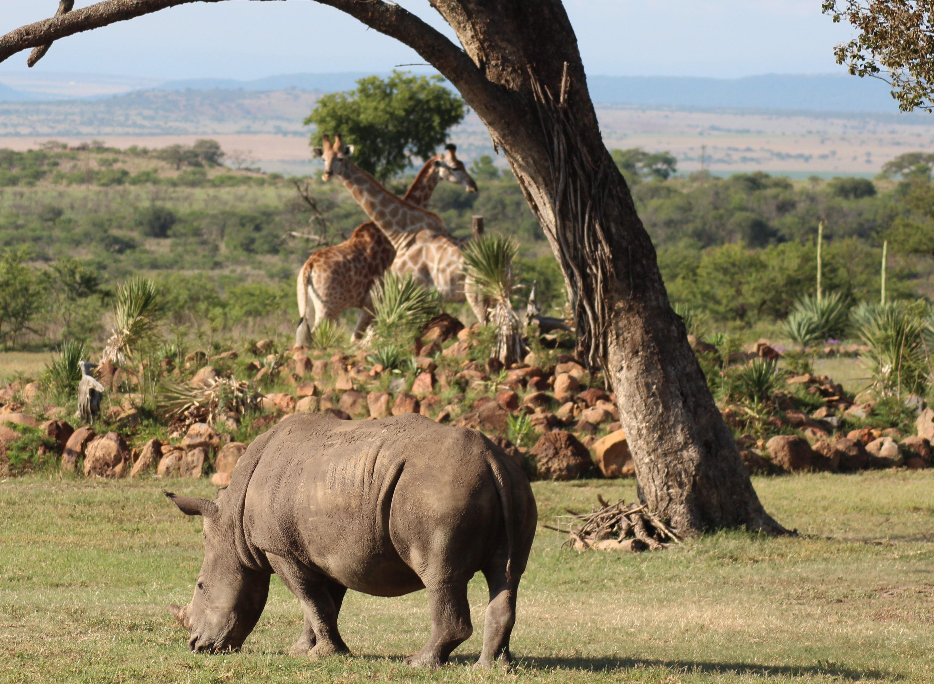 Amaka Private Game Reserve & Safaris | Accommodation Colenso