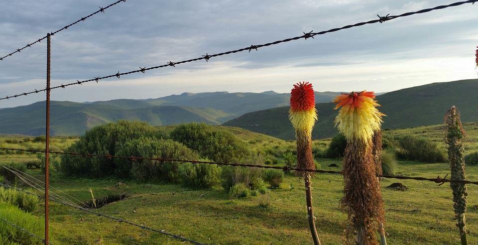 Alpine Swift Trails High Altitude Training Facility | Rhodes Self-catering