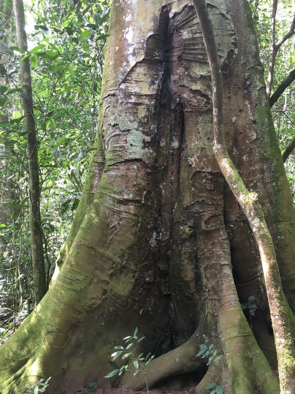 Tristar Africa Skimmer Safaris - Gorilla Safari | Bwindi Impenetrable National Park Accommodation