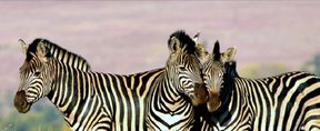 Zebras Up Close 