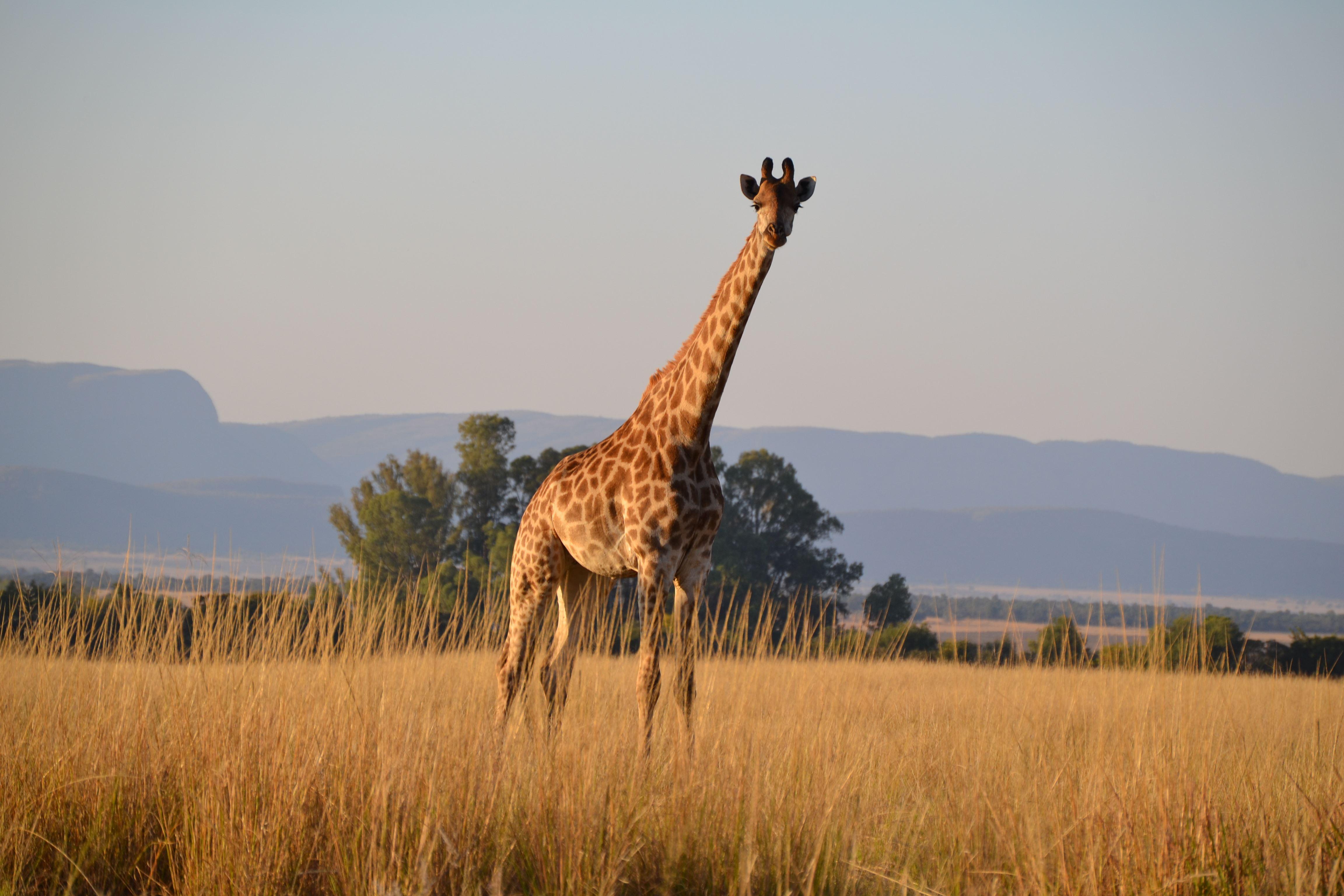 Khaya Nkwe Game & Guest Farm | Rankins Pass Accommodation