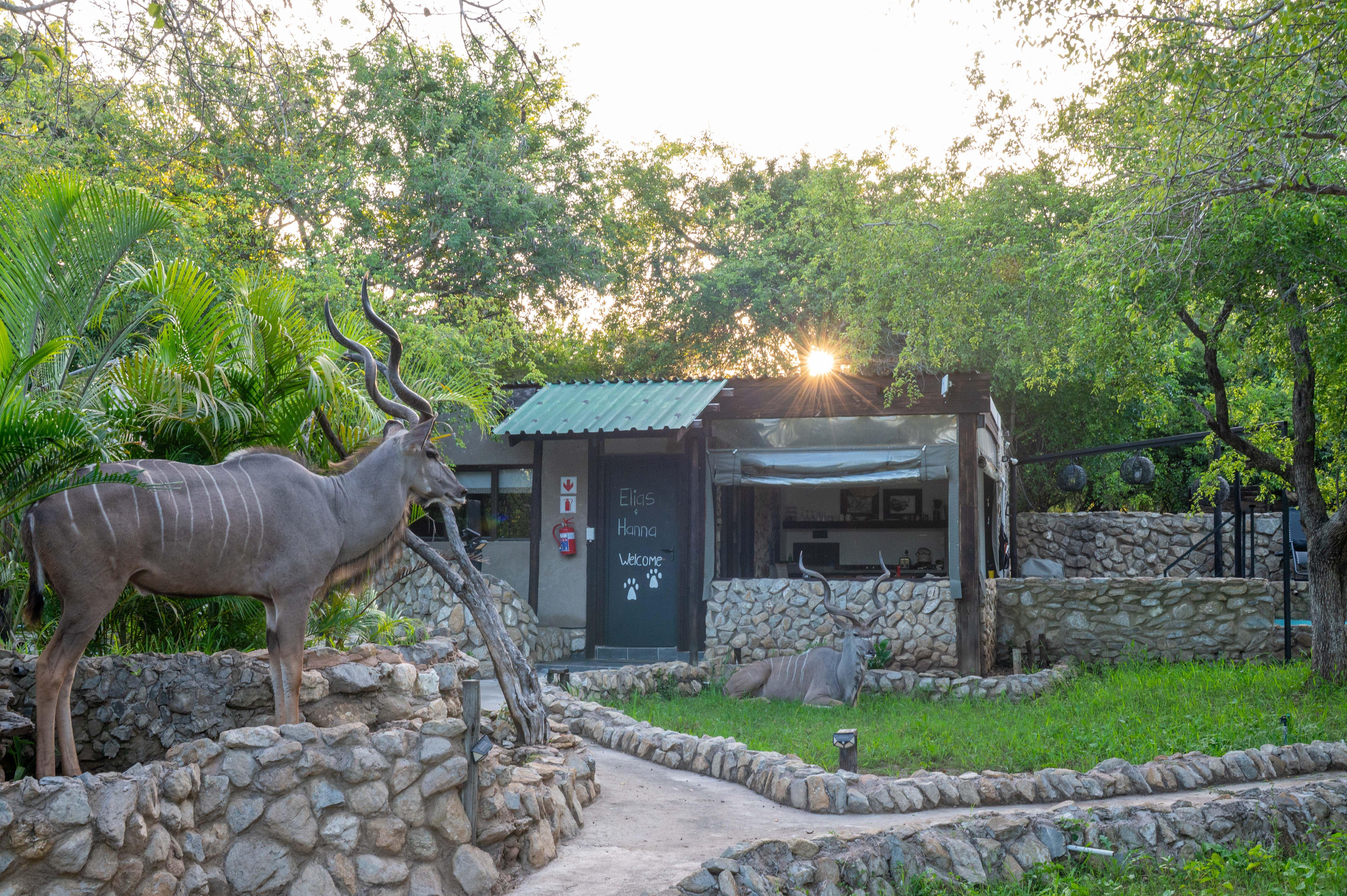Foxy Crocodile Bush Lodge & Kruger Safaris | Accommodation Marloth Park