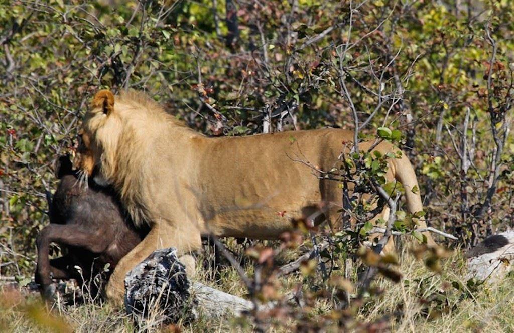 6 Day Cape to Addo Safari Tour - Return