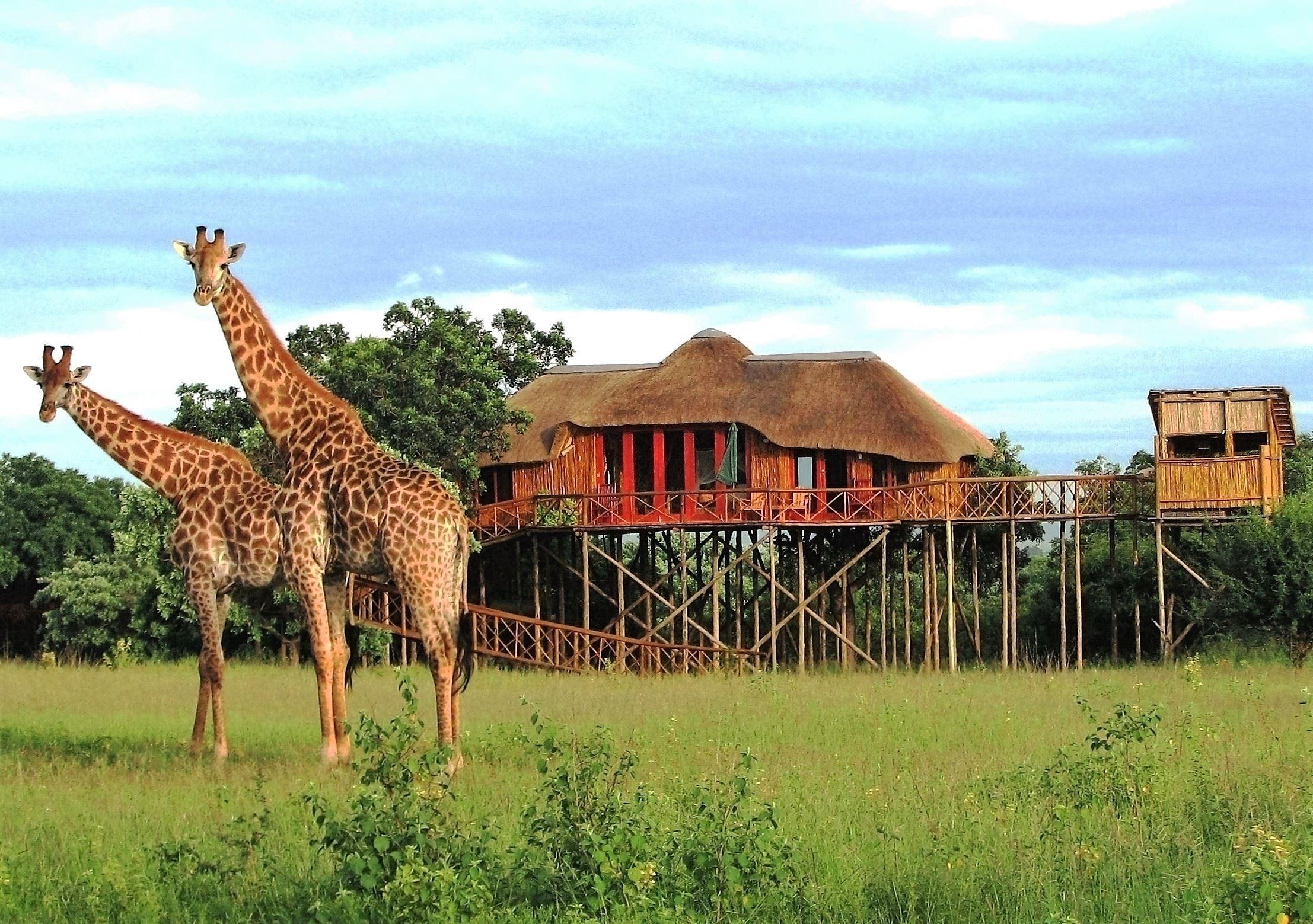 Pezulu Tree House Game Lodge | Accommodation Hoedspruit