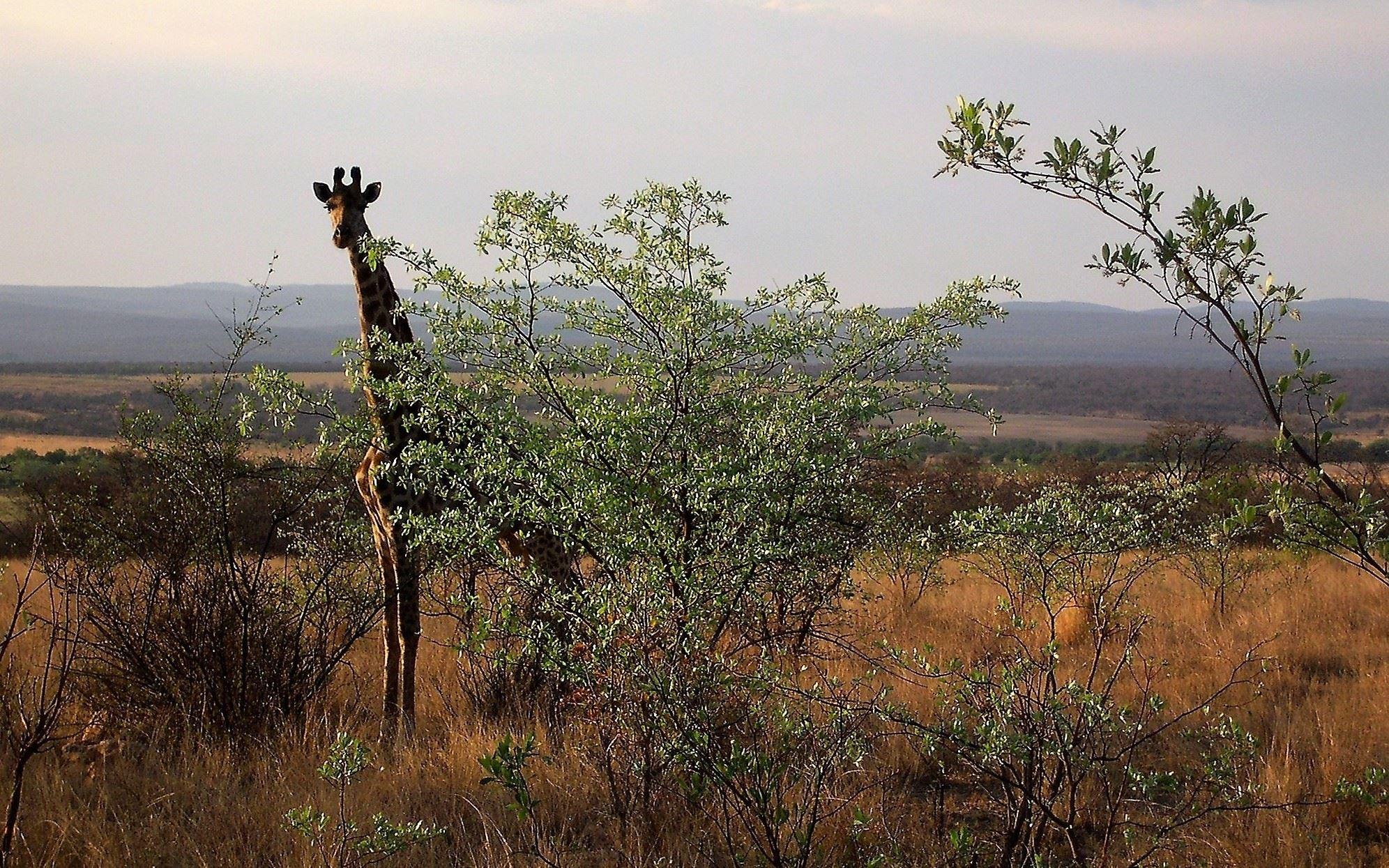 Shakati Private Game Reserve | Vaalwater Specials