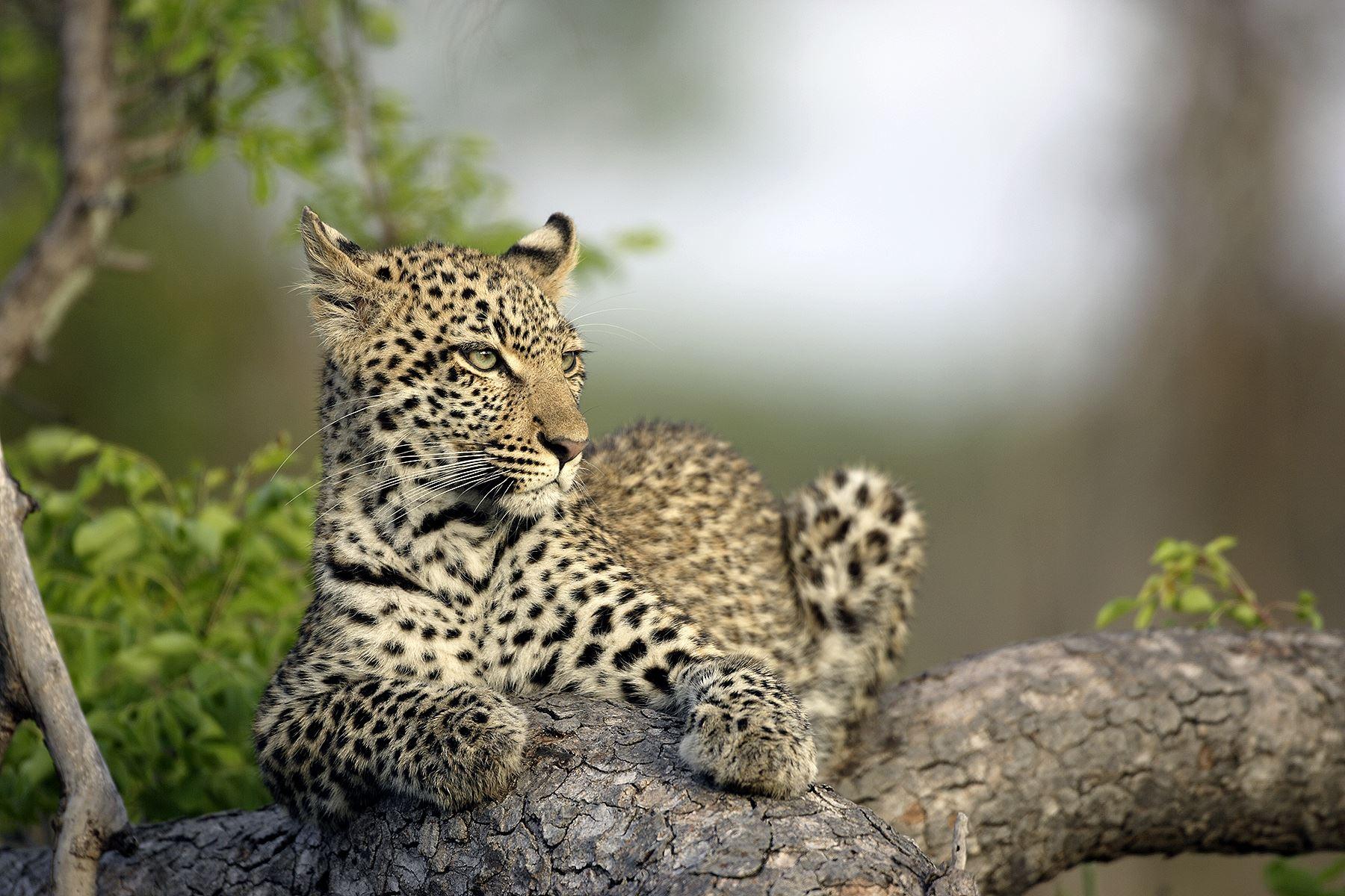 Ndabushi Lodge | Hoedspruit Accommodation