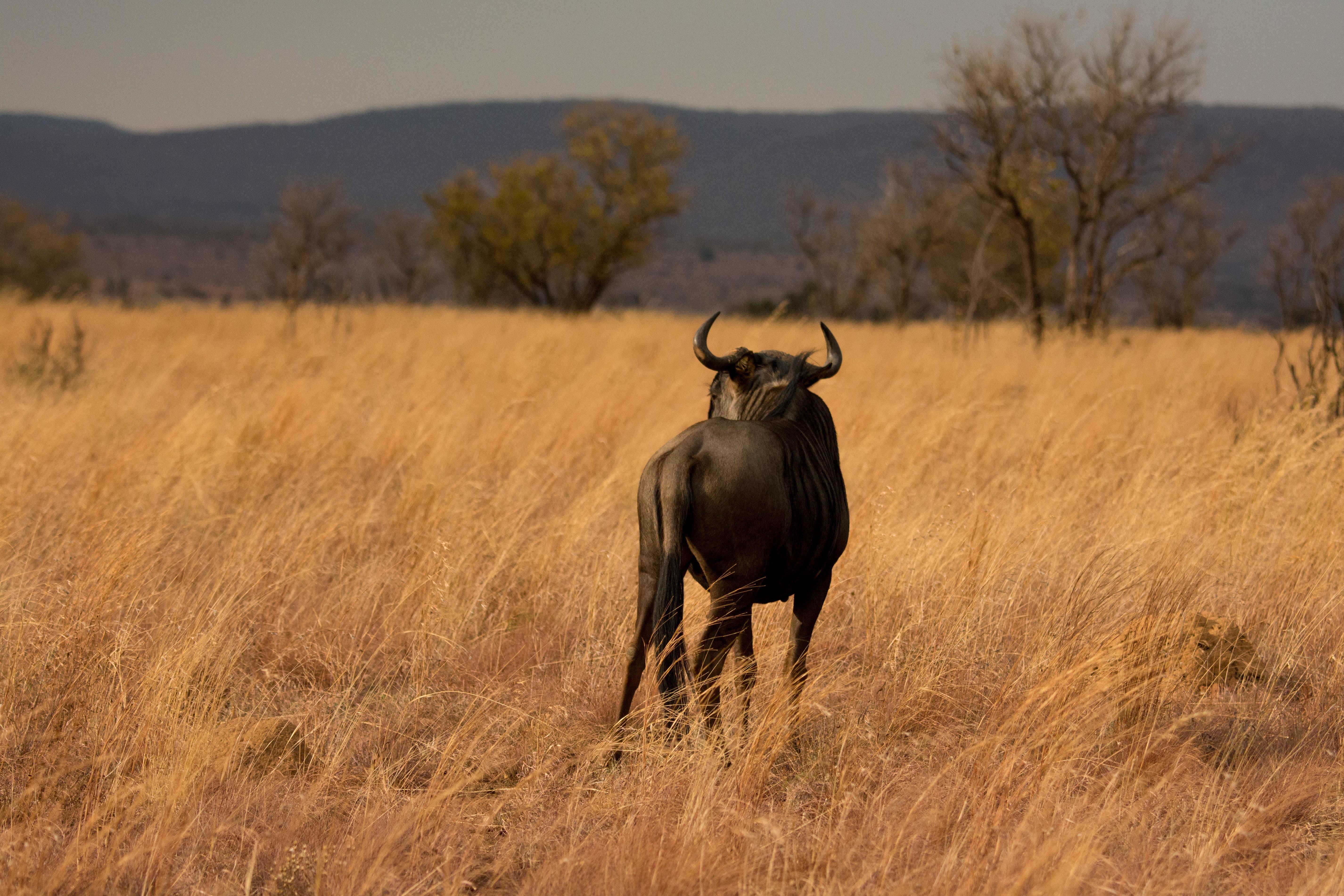 iKhaya LamaDube Game Lodge