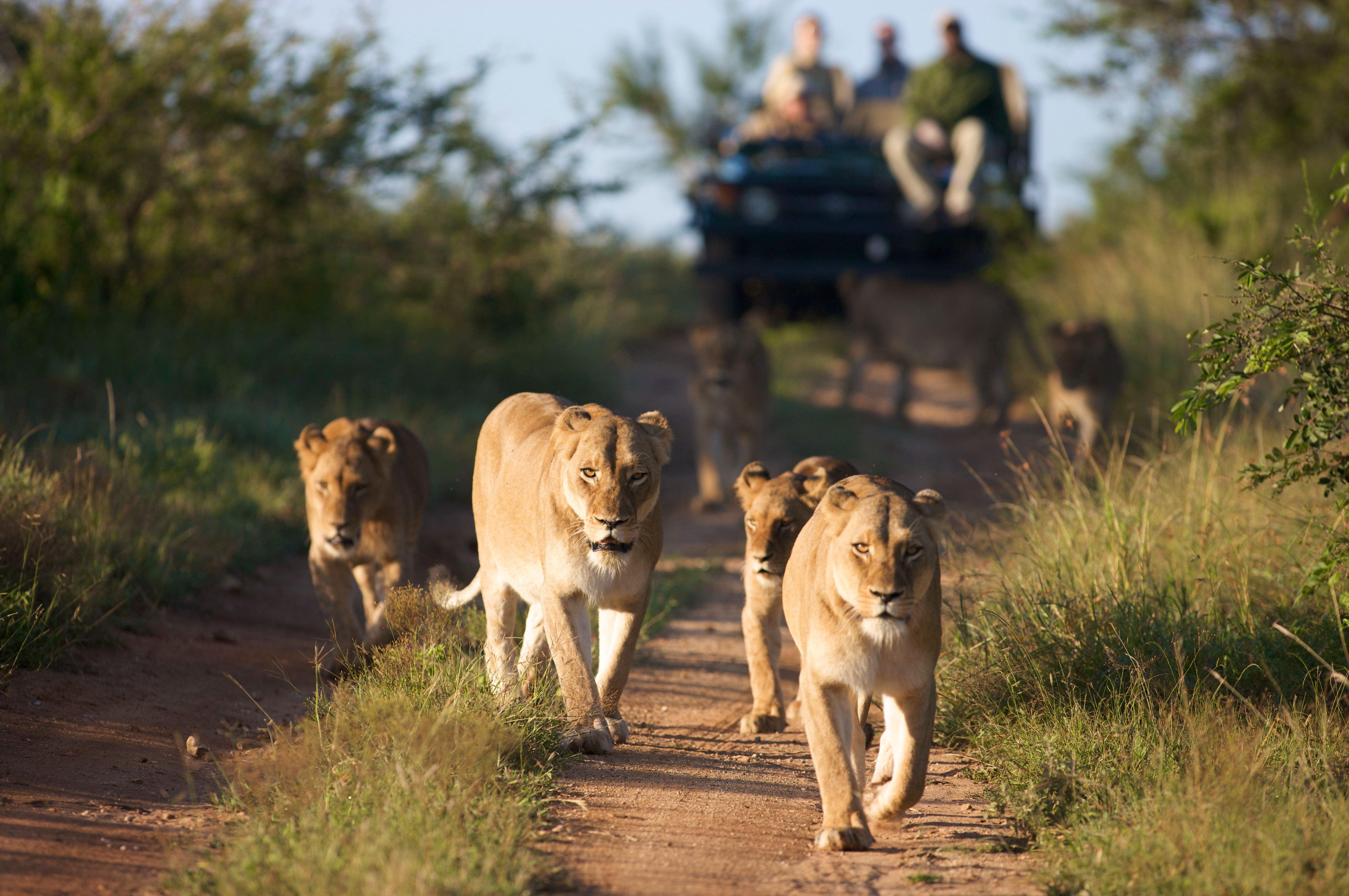 2 Night Classic Self-Drive Safari Package