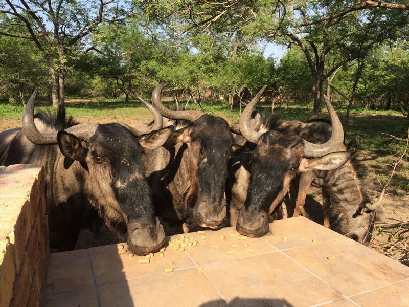 Wildebeest family snacking on Drought Feed Pellets off the Braai Table © Chipembere Marloth Park