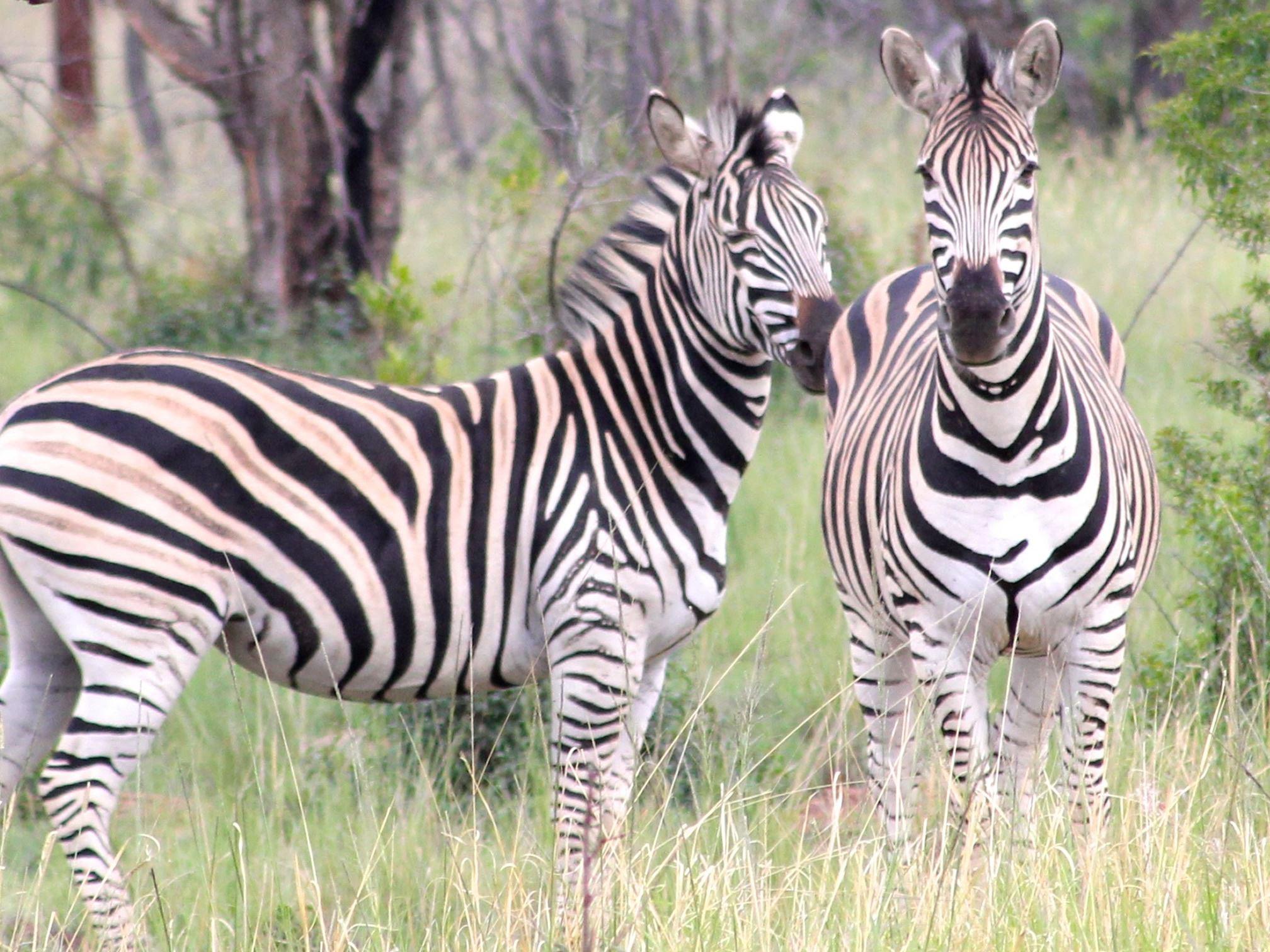 Thaba Tala Game Farm | Accommodation Melkrivier