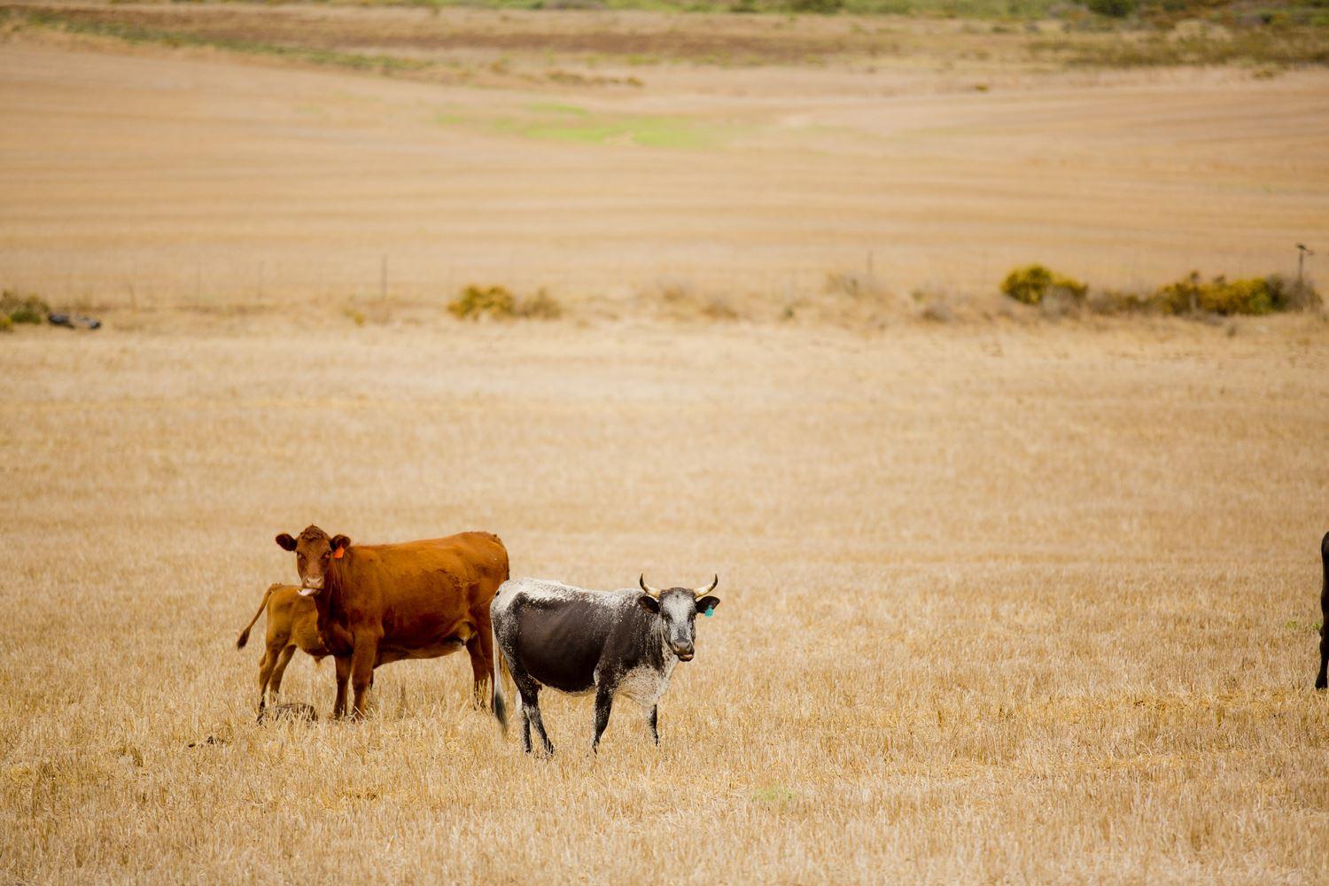 Agri Dwala Guest Farm | Accommodation Napier