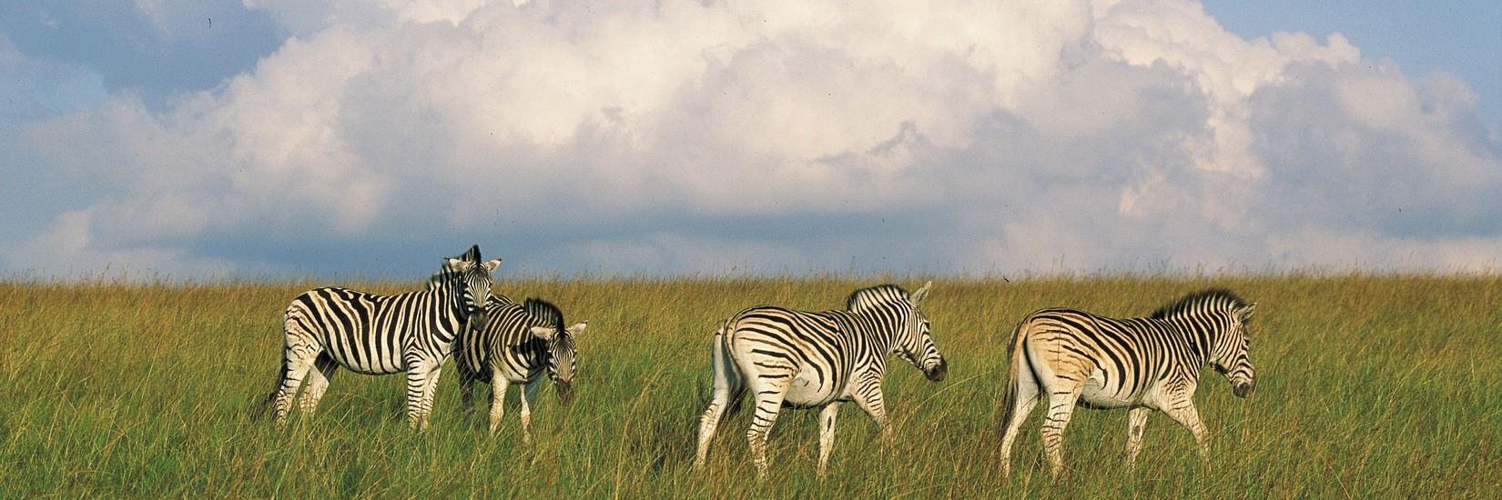 Elim Game Farm | Fochville Accommodation