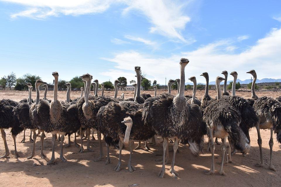 Karoo Living | Oudtshoorn Accommodation