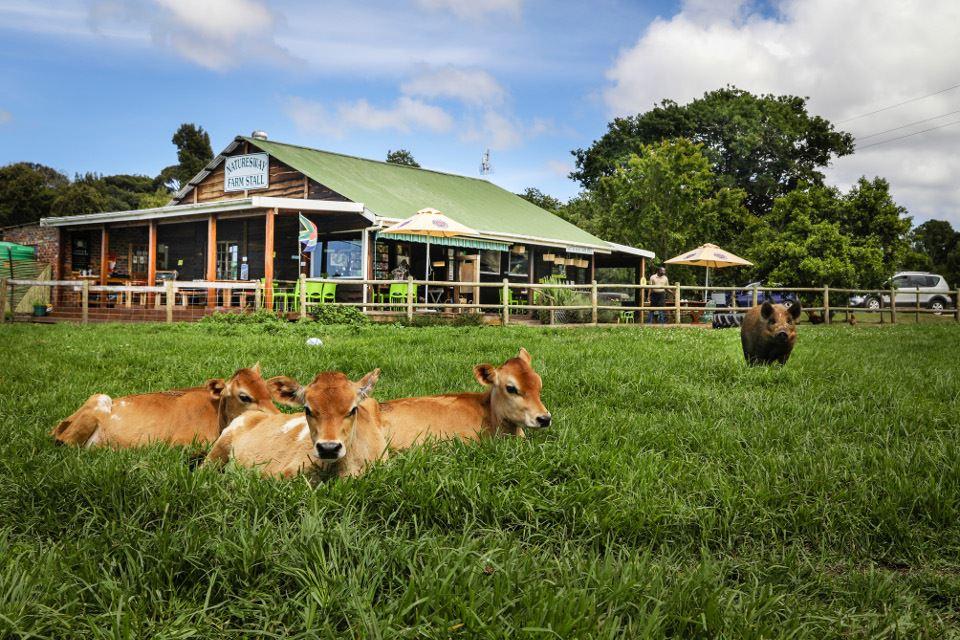 Natures Way | The Crags Accommodation