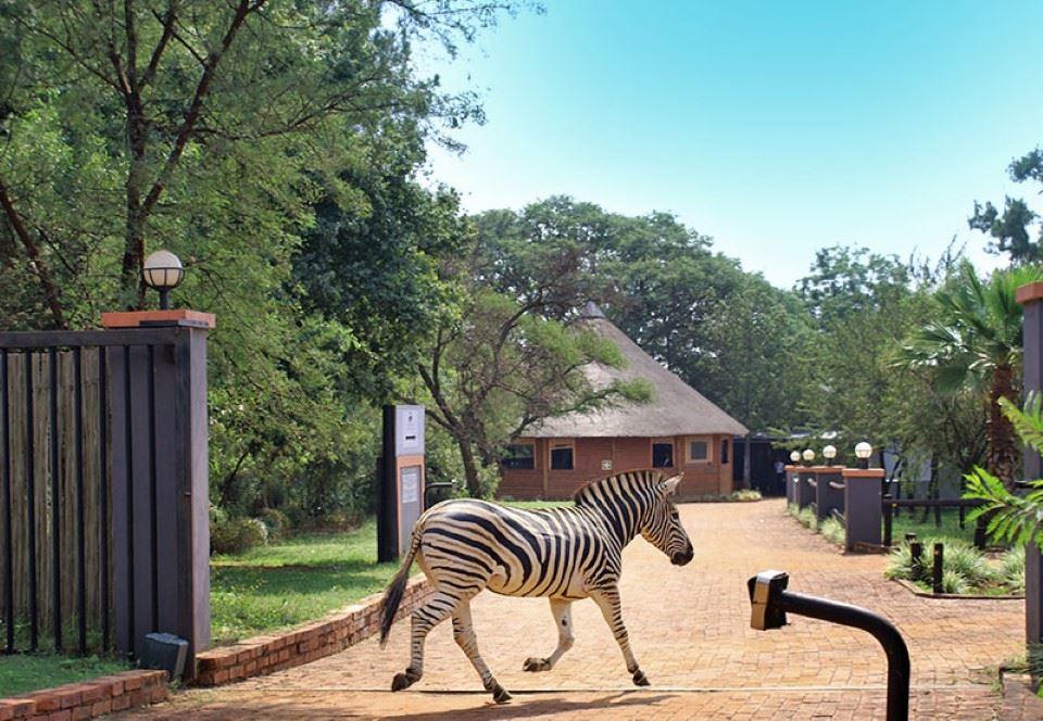 Malibu Country Lodge | Accommodation Kameeldrift East