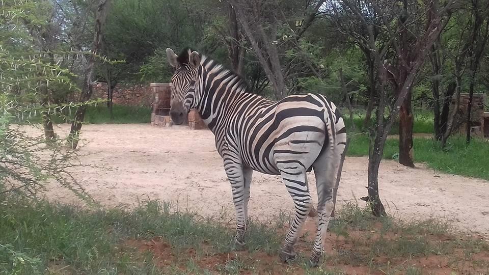 Rinkhalskop Safari Lodge | Marble Hall Accommodation