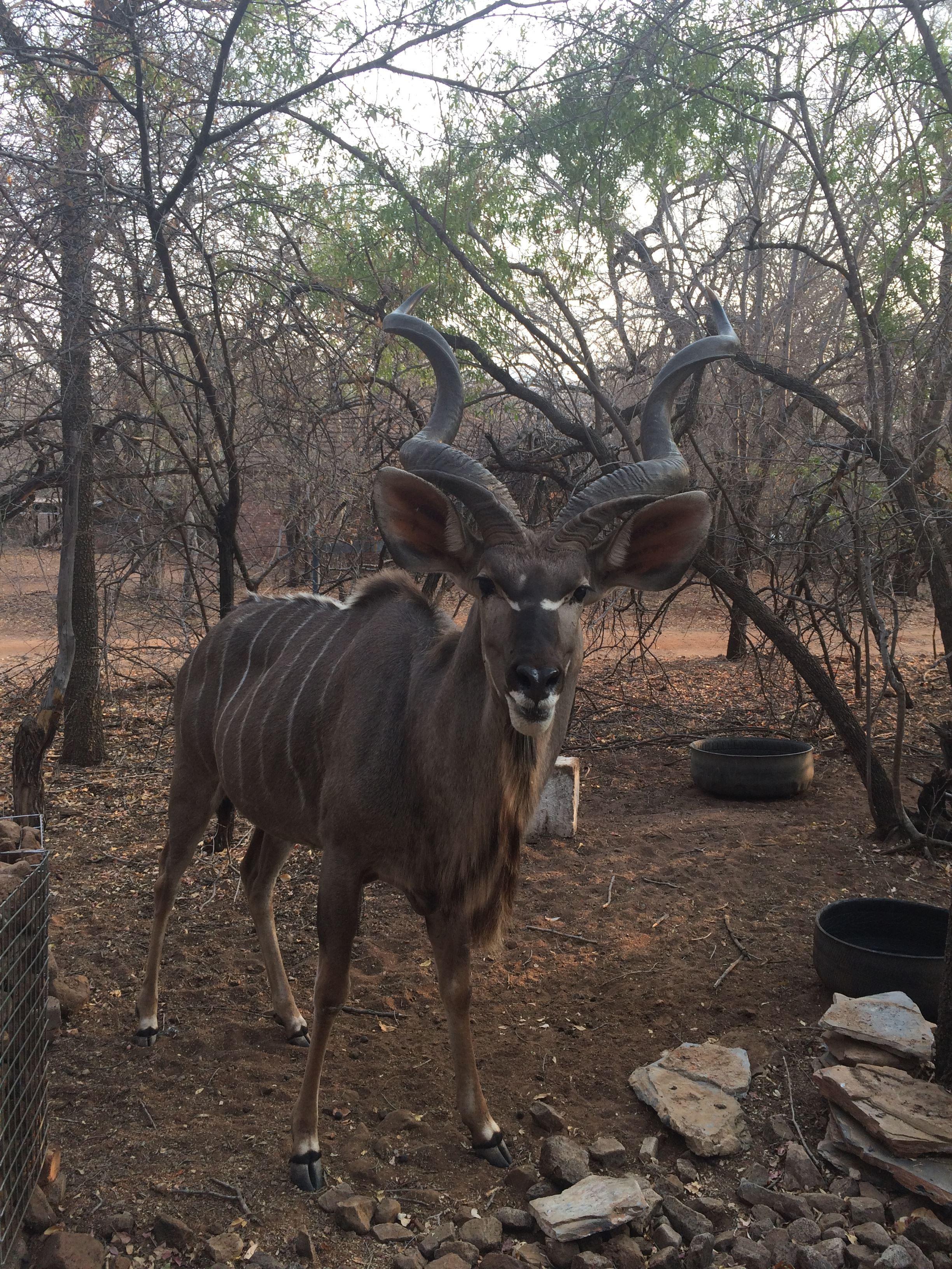 Warthog Corner