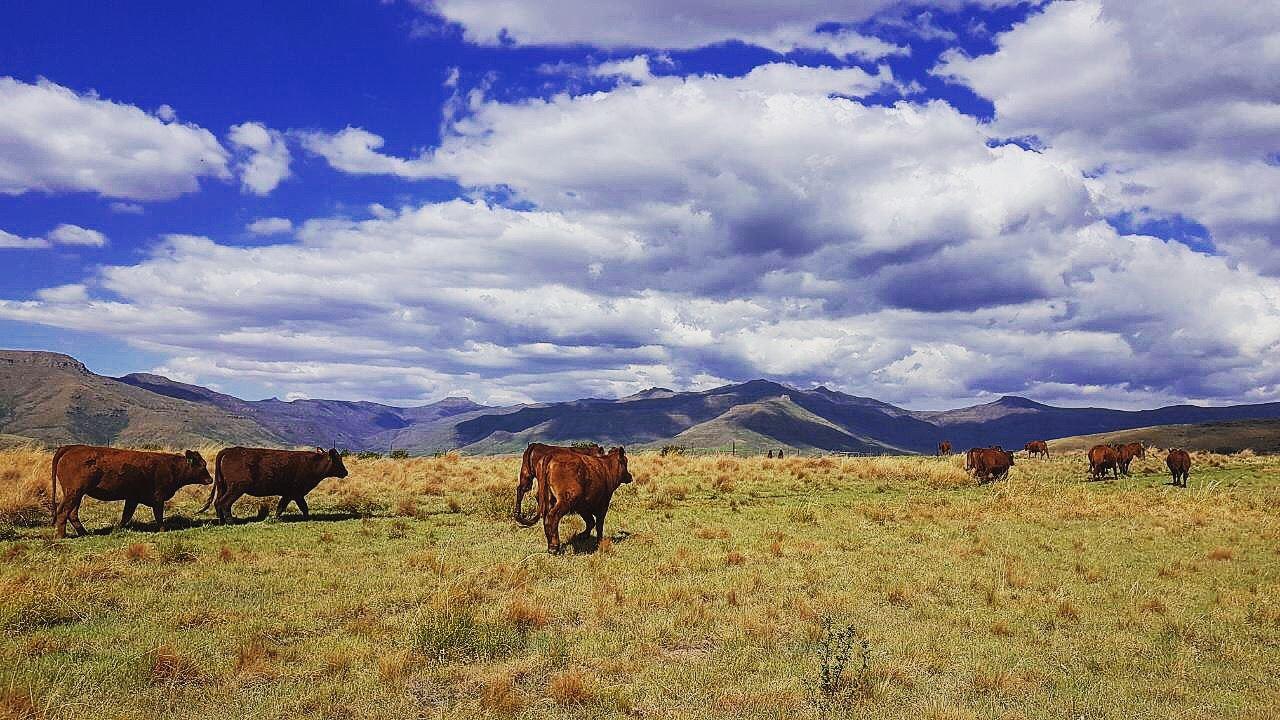 Lammergeier Private Nature Reserve | Lady Grey Accommodation