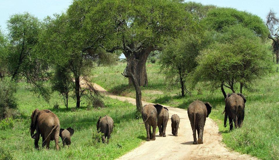 7 Night Wild Side Camping Safari Package