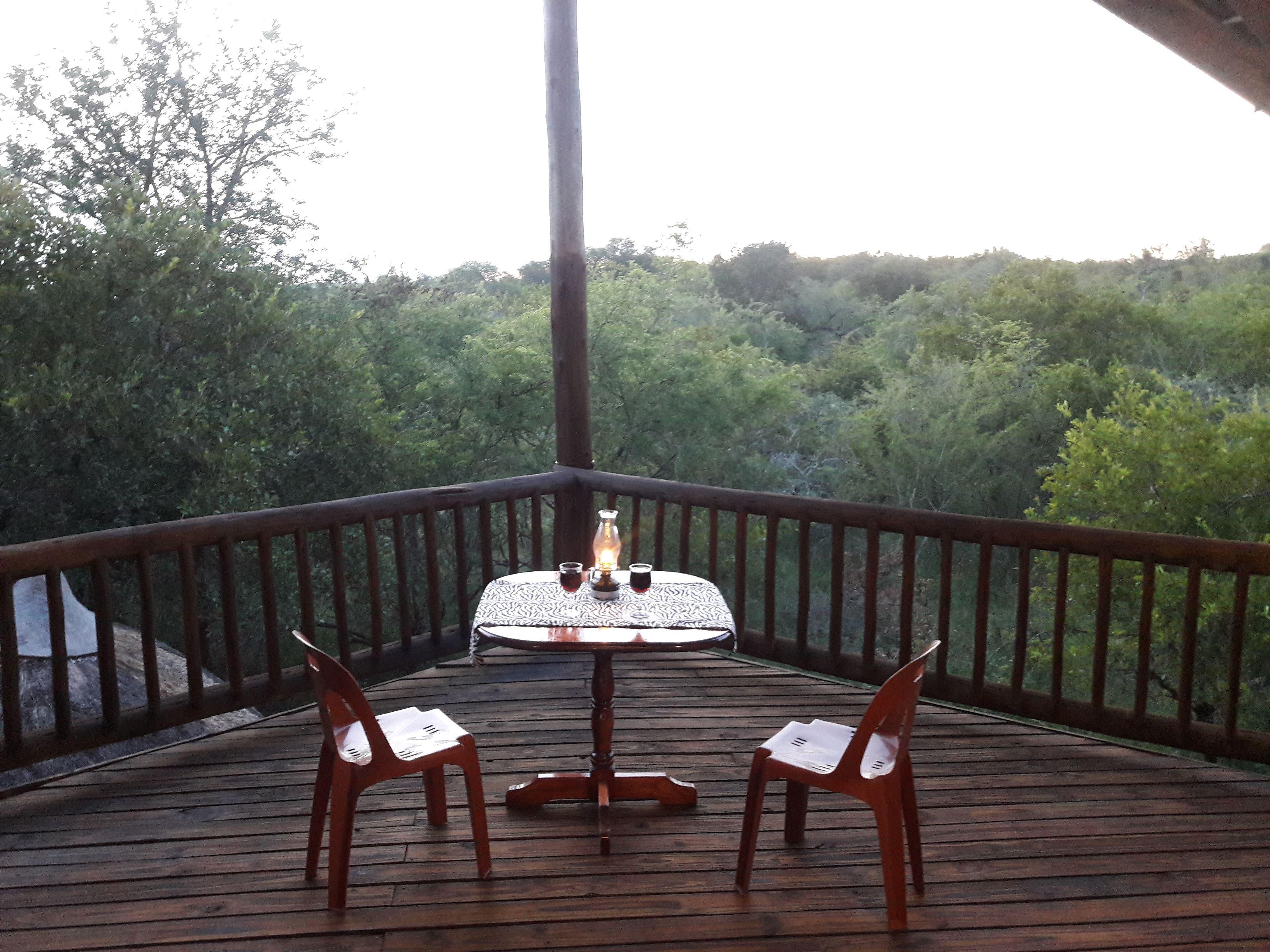 Little Bush Baby | Marloth Park Specials