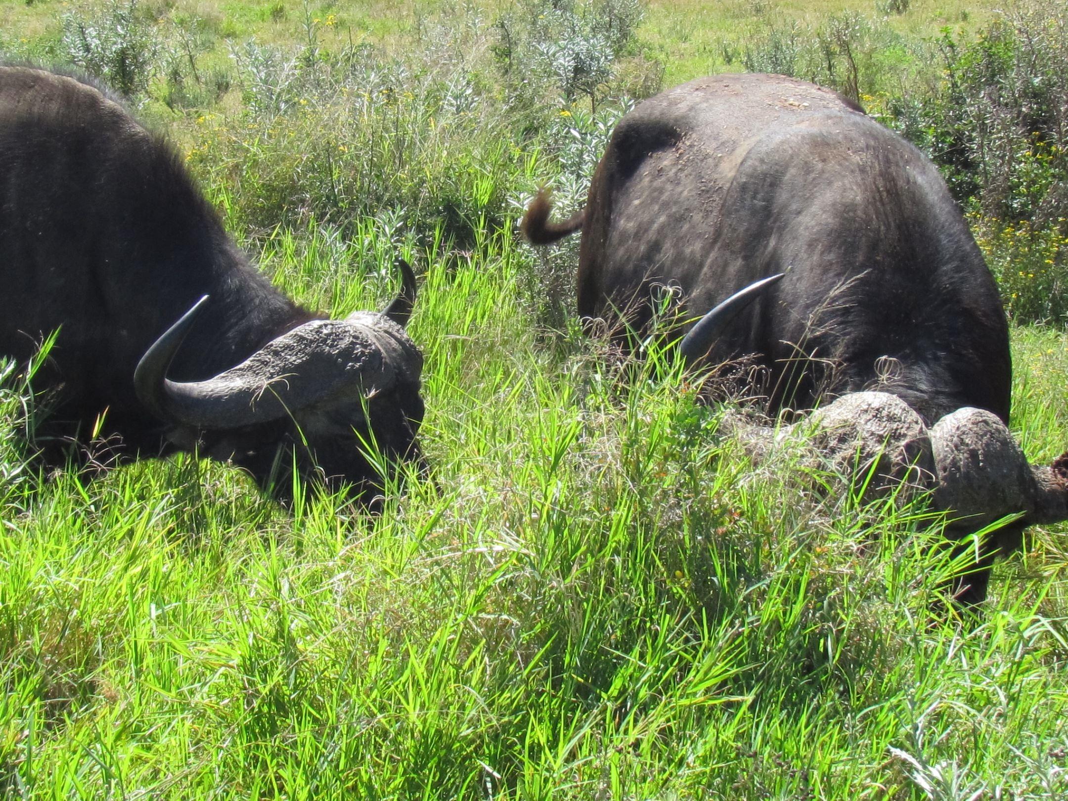 Bay Inn Addo Tour | Accommodation Bluewater Bay